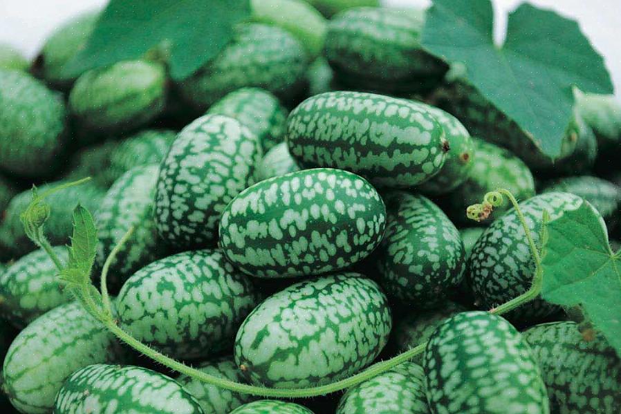 Mexicansk miniatyrvandmelon