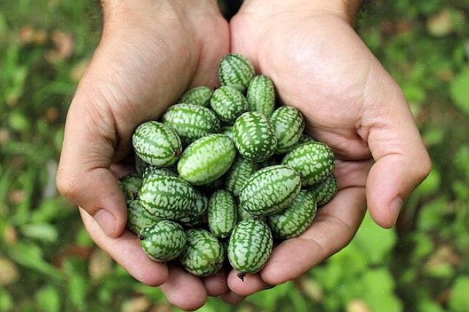Har cucamelons brug for seks til otte timer eller mere direkte sollys
