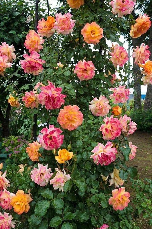 Den tyske introduktion fra 1956 blomstrer kun en gang i din have