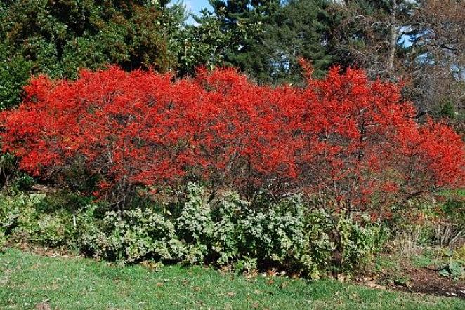 Winterberry Holly eller Winterberry er vores indfødte