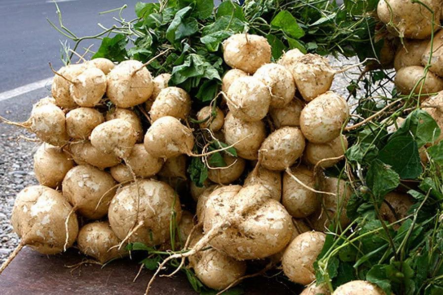 Kan jicama også dyrkes under polyethylentunneller
