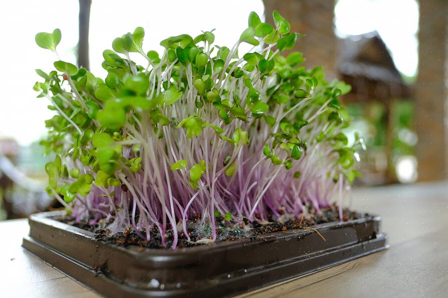 Microgreens er simpelthen greener