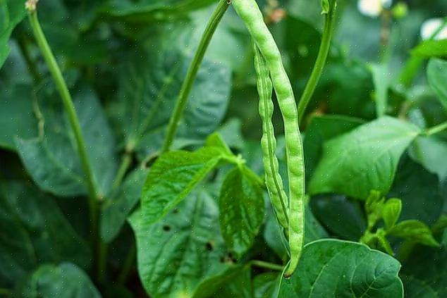Bladene på den sortøjede ærteplante er den velkendte spidse