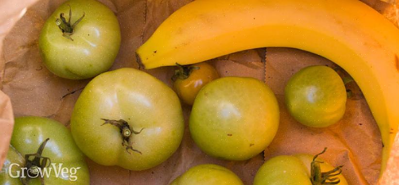 Få de grønne tomater til at modne på vinstokken