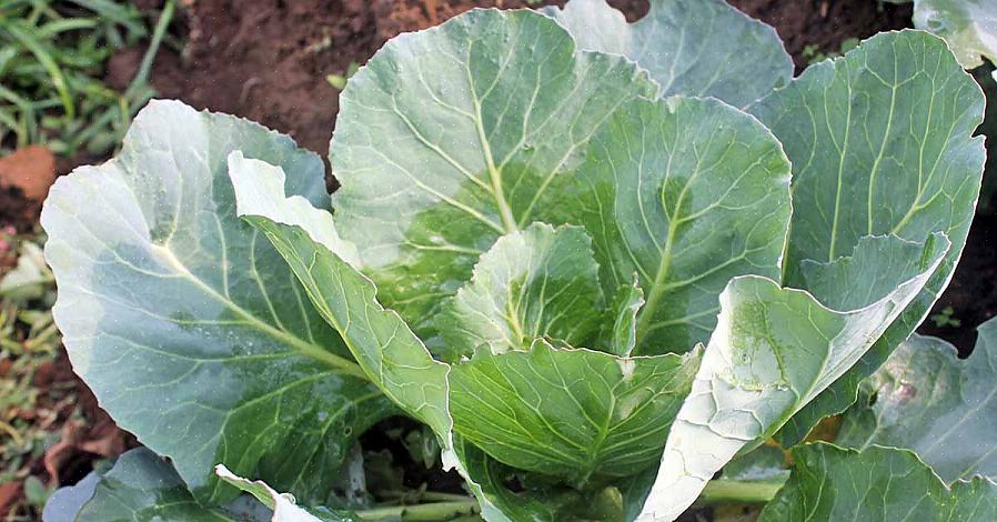 Collard greener kan tage let frost