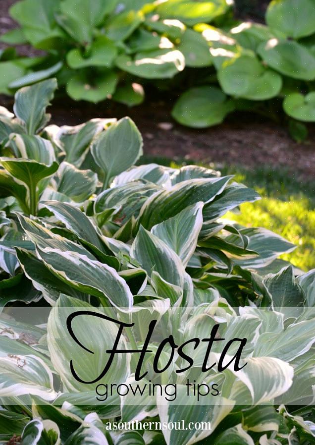 Collard greens voksende tip