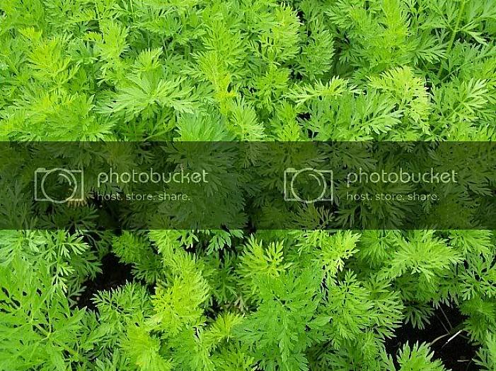 Hvad du skal plante i september