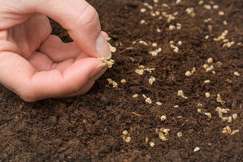 Lær hvordan du planter tomatfrø