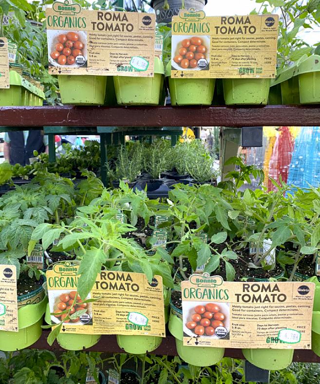 Billigt at starte mange tomatsorter fra frø