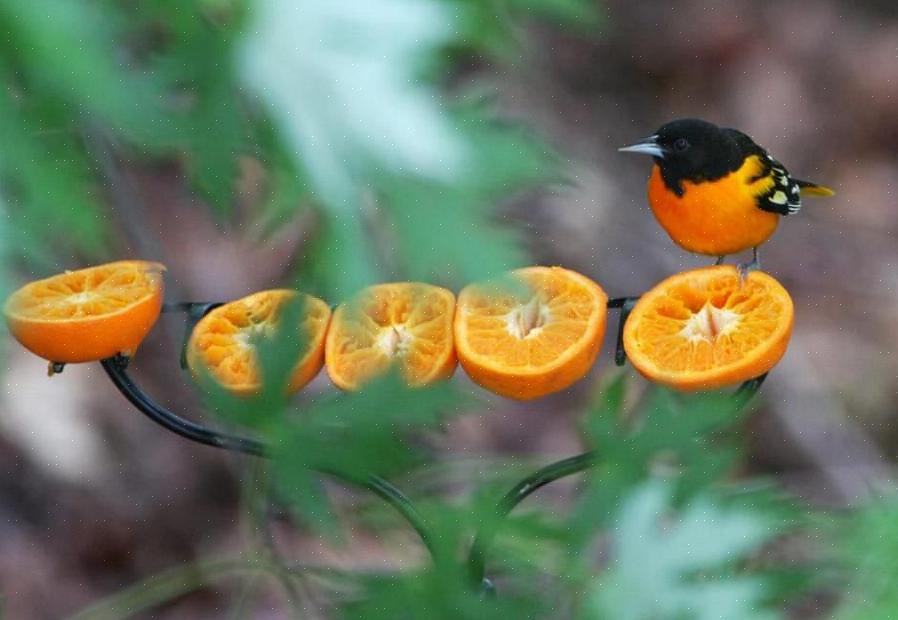 Tilbyder ikke berigede appelsinsaft eller appelsinsmag eller drikkevarer i stedet for oriole-nektar