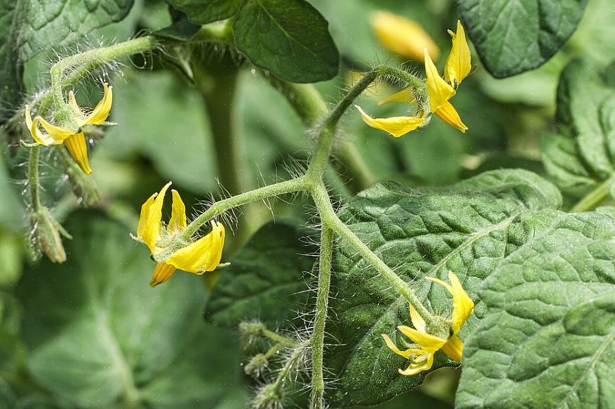 Blomstredråbe er et almindeligt tomatdyrkningsproblem
