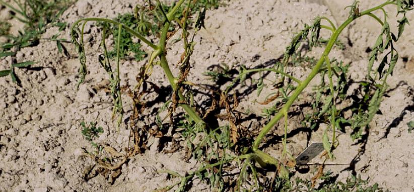 Fusarium-viljepatogenet er jordbåret
