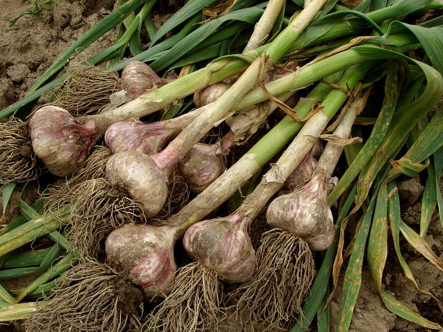 Plant den rigtigt Hvornår skal du høste hvidløg