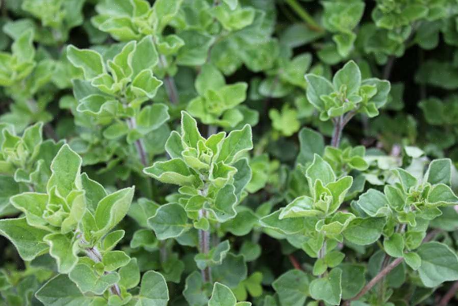Og en enkelt plante kan give dig sød marjoram i årevis (med den nødvendige vinterpleje)