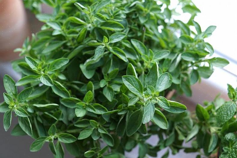 Almindelig oregano som du ofte finder i købmanden kaldes også 'græsk' oregano (Origanum vulgare hirtum