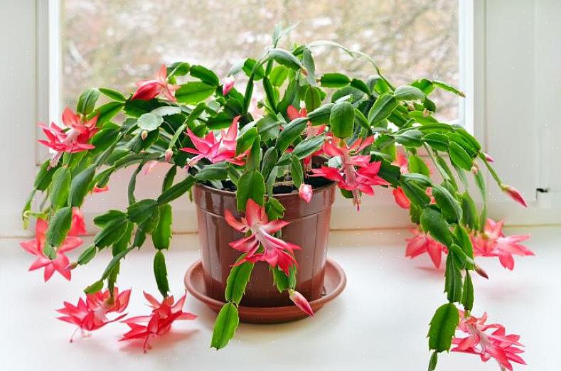 For at få din julekaktus til at blomstre ved juletid