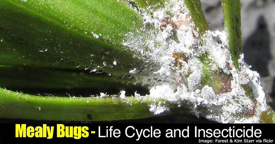 De væsentligste arter af mælkeboller er langhalede hvidblomster (Pseudococcus longispinus)