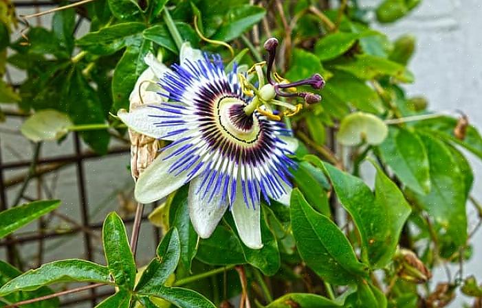 Passionflower vinstokke har dybt fligede blade med blomster