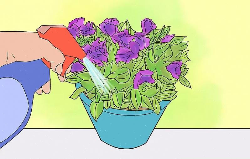 Som andre potteplanter er lisianthus ikke designet til at overleve permanent som potteplanter