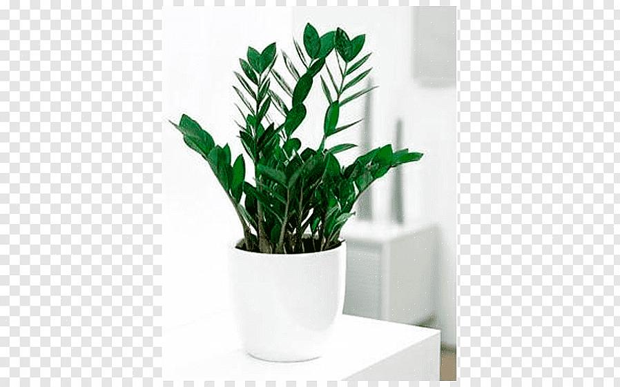 Hvis du planlægger at dyrke Zamia furfuracea