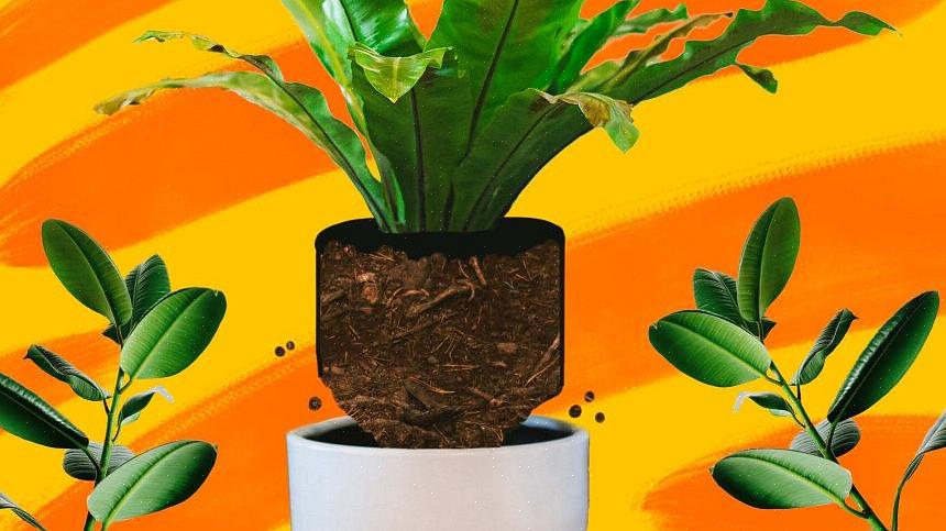 Dette giver ikke kun din plantes rødderum til at strække sig ud