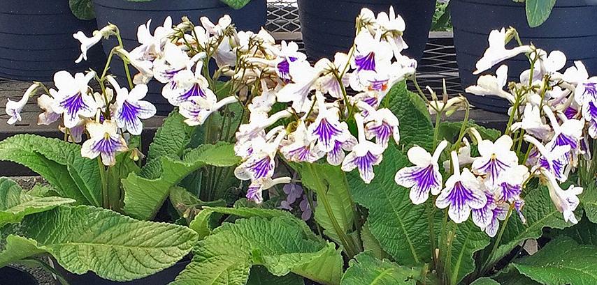 De fleste Streptocarpus-arter vokser på stenede