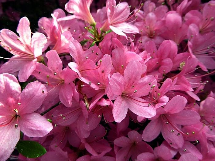 Disse otte flerårige blomster kommer tilbage pålideligt hvert år