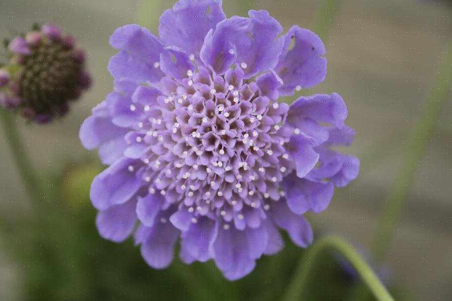 Scabiosa-blomster fik kælenavnet pinpudeblomst for de fremtrædende støvdragere