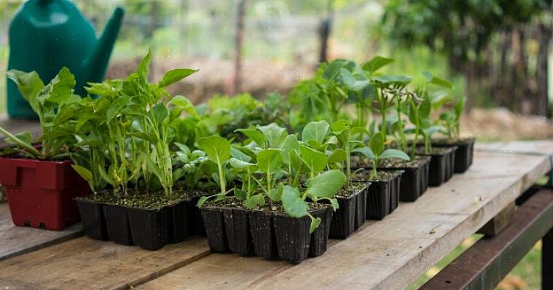 Åbne pollinerede planter er planter med frø