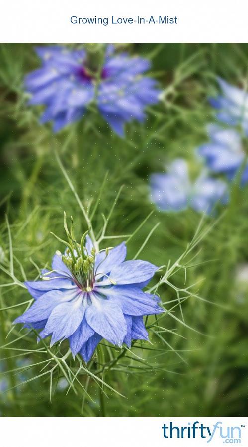 Blomsterne holder godt