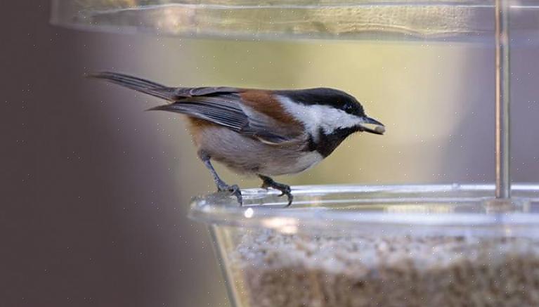 Hvordan man tiltrækker chickadees