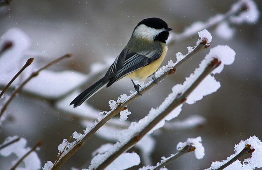 Chickadees vil besøge fuglebade for at drikke