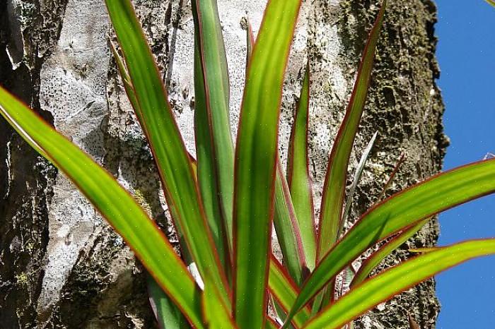 En dracaena-gruppe er en stor gruppe planter