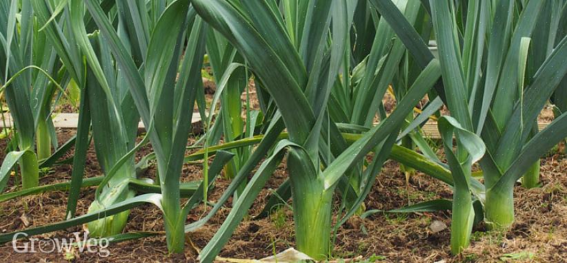 Og planten får et næsten fladt udseende