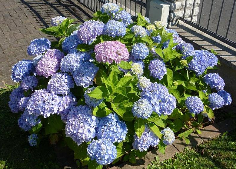 De mest almindeligt dyrkede hortensiaer plejede at være storbladede hortensiaer (Hydrangea macrophylla)