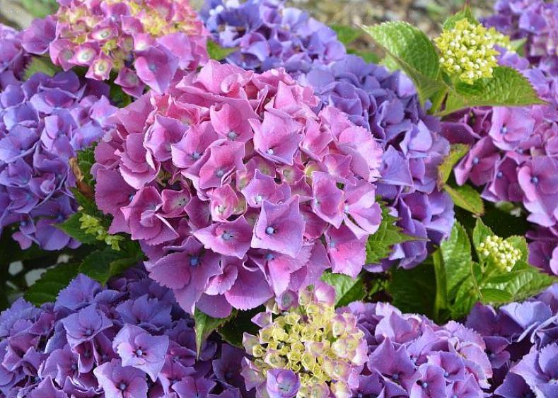 Lacecap hortensiaer blomstrer på gammelt træ