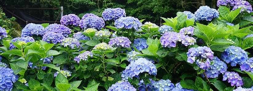 At nogle hortensiaer blomstrer på det