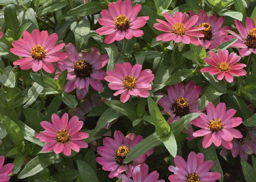 Zinnias rødder kan ikke lide at sidde i fugtig jord