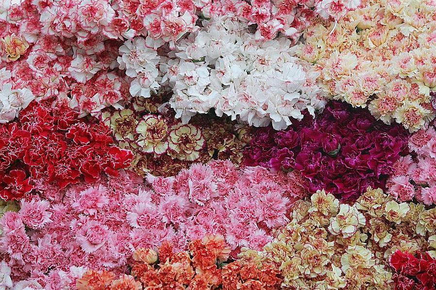 Masser af nye blomsterknopper ud