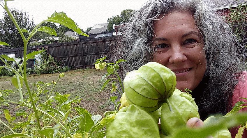 Tomatillos ligner kappestikkelsbær og jordkirsebær