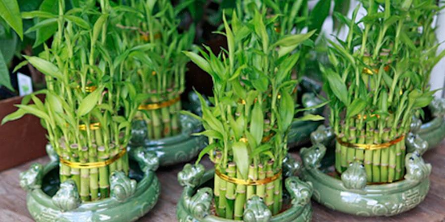 Levende frodig plante som en feng shui penge plante