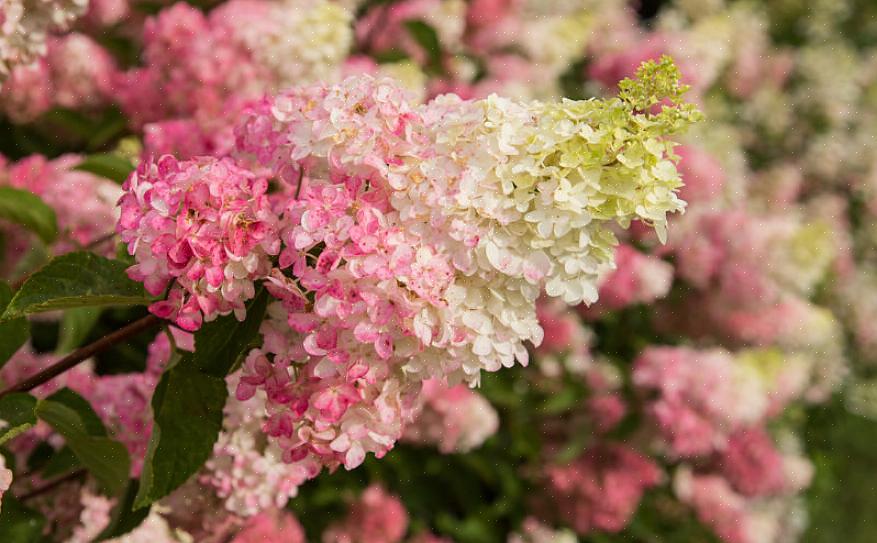 Grønne blomster af Hydrangea paniculata 'Limelight.'