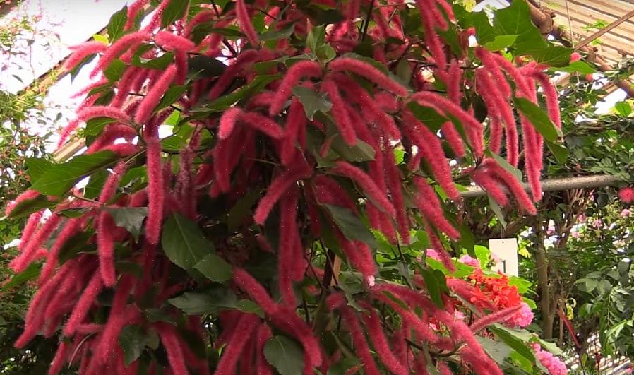 Kombiner chenilleplante med komplementære blomster