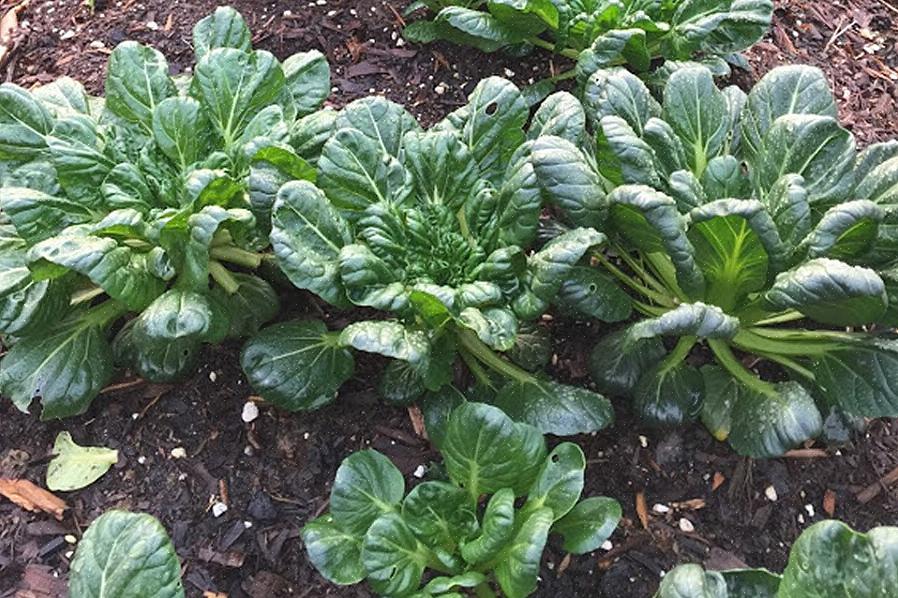 Tatsoi planter har tendens til at vokse i en fladere roset end bok choi med lange