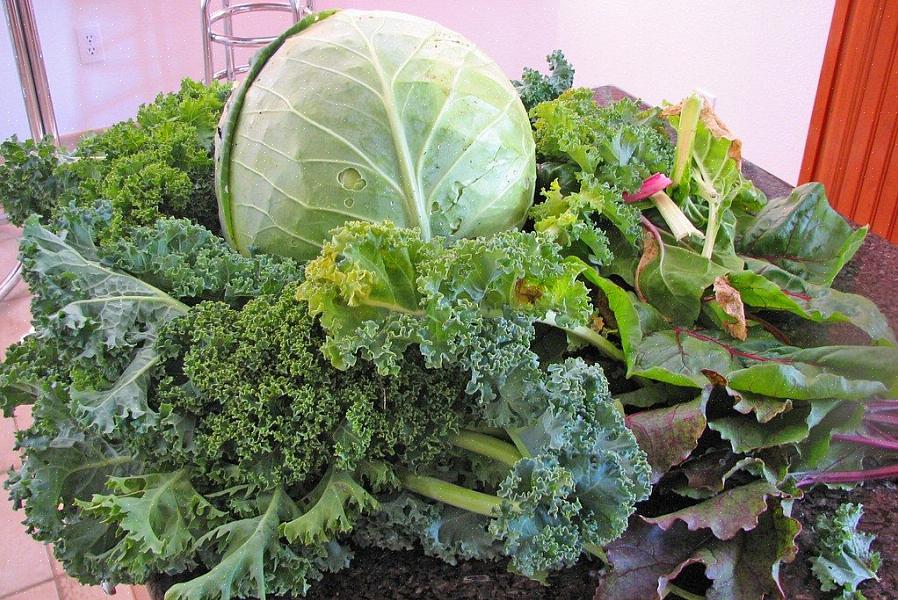 Kølig sæson vegetabilsk havearbejde