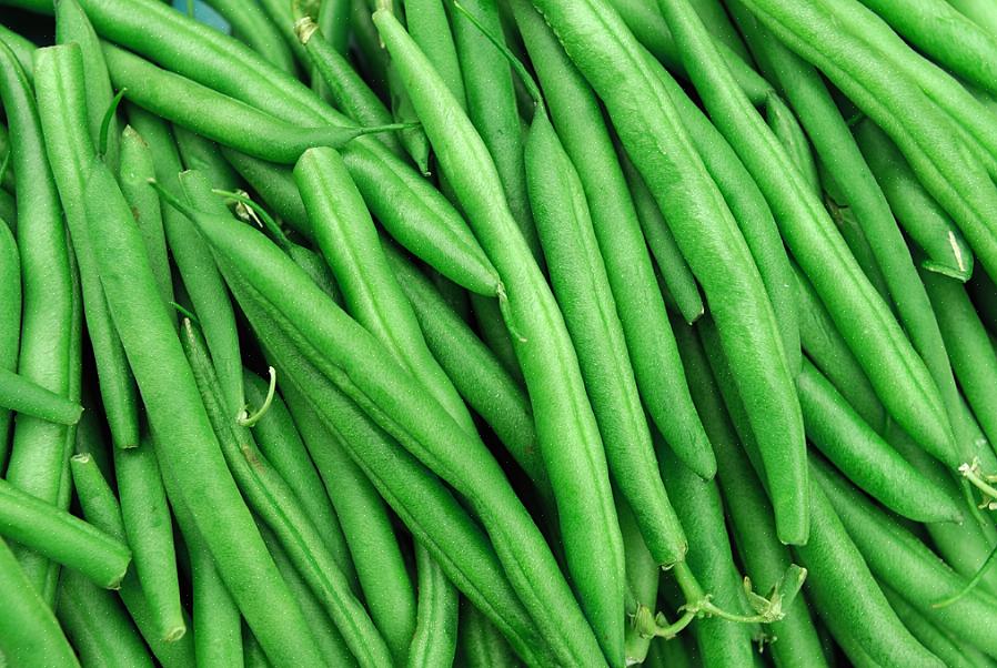 Top Crop bush
