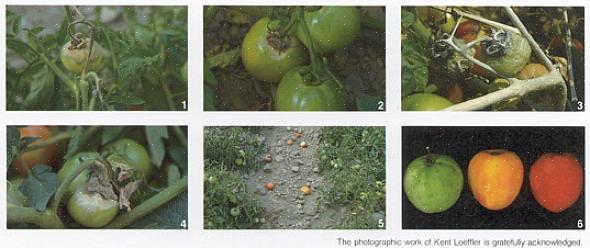 Ofte forekommer de første symptomer på grå skimmel på tomatstænglerne