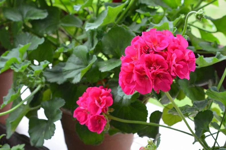 Har alle pelargoner brug for beskyttelse mod vinterfrysning