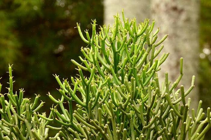 Den almindeligt kaldte blyantkaktus (Euphorbia tirucalli) er medlem af familien Euphorbia