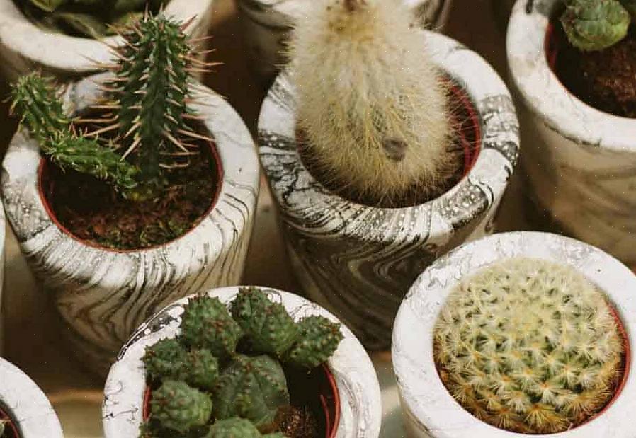 Kan du sandsynligvis dyrke Echinopsis-arten uden for meget besvær
